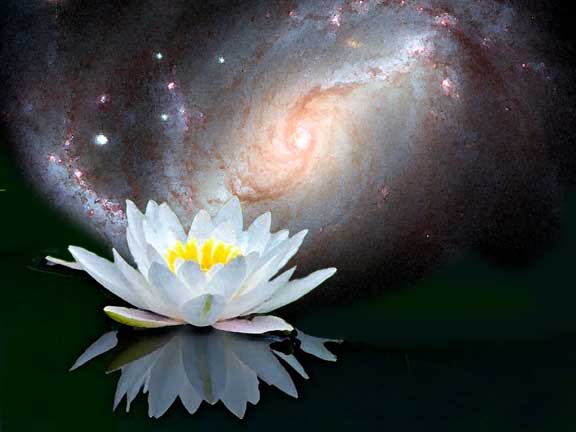 electronic illustration: Lotus opening to the universe