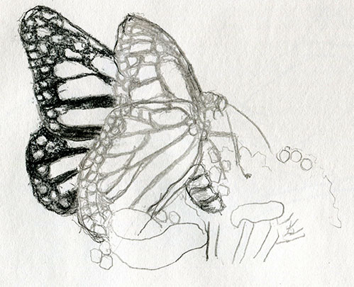 Monarch drawing number three